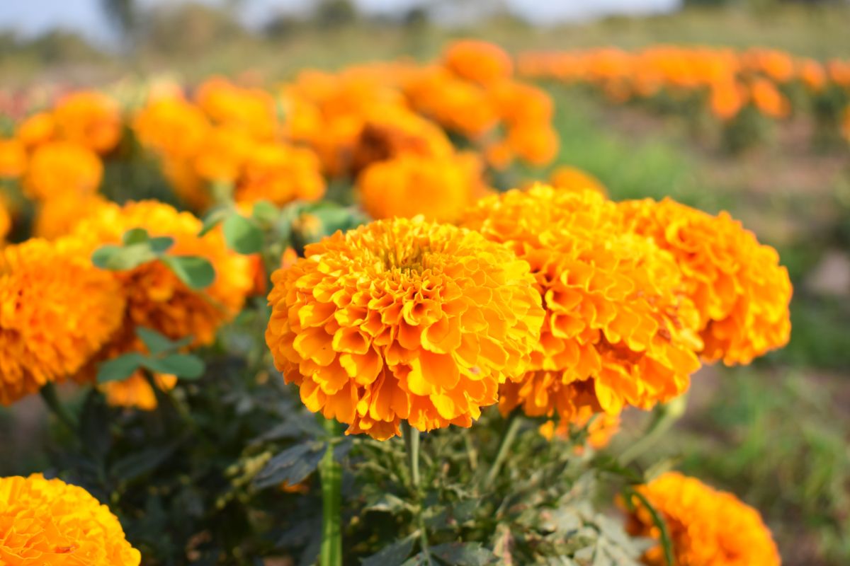 Pom-pom shaped orange marigolds