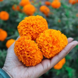 A gardener holds three orange marigold flowers in full bloom.