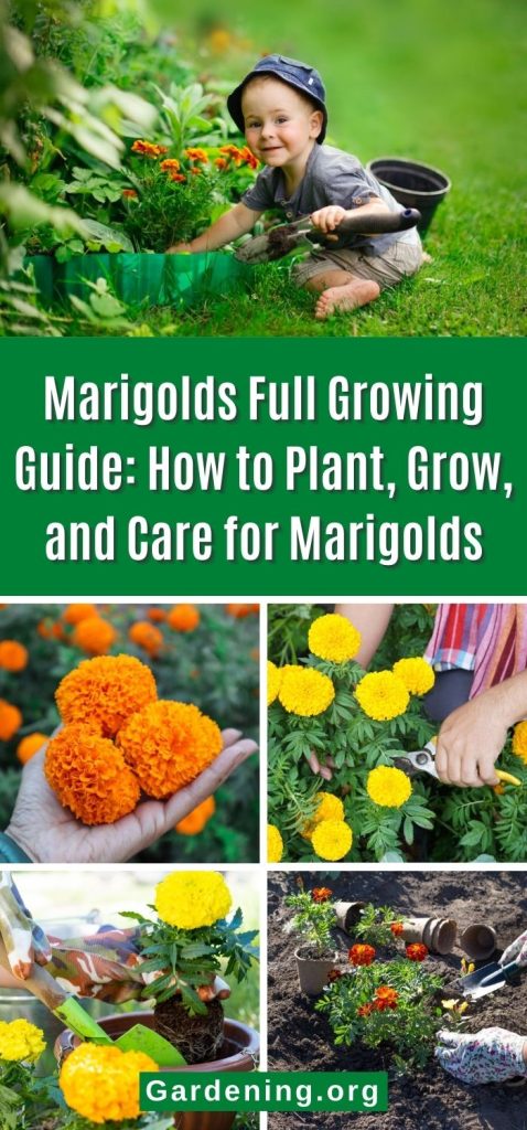marigolds-full-growing-guide-pin