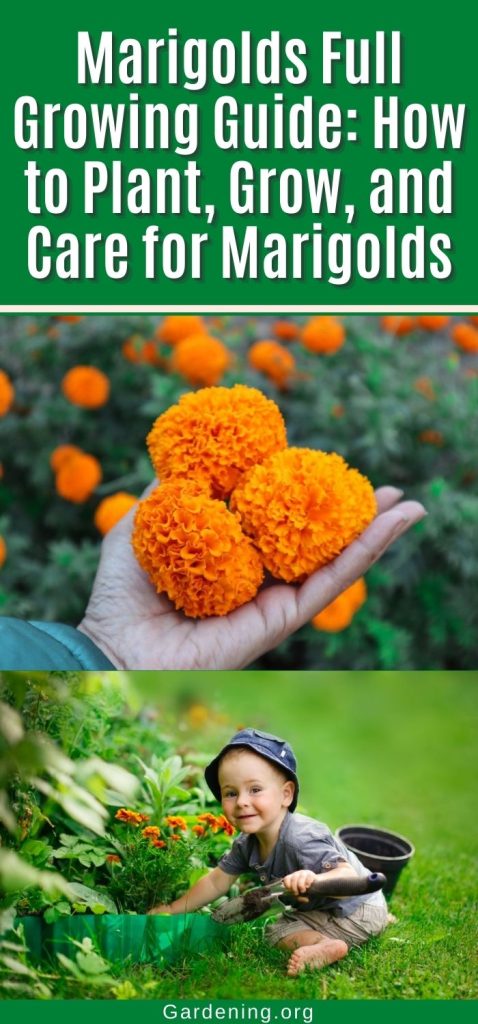 Marigolds Full Growing Guide: How to Plant, Grow, and Care for Marigolds pinterest image.