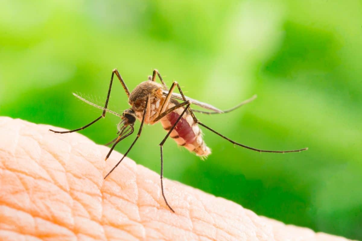 A closeup of a mosquito biting a person