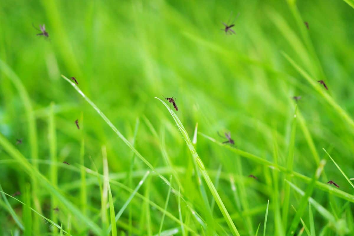 Many mosquitoes sitting on blades of grass