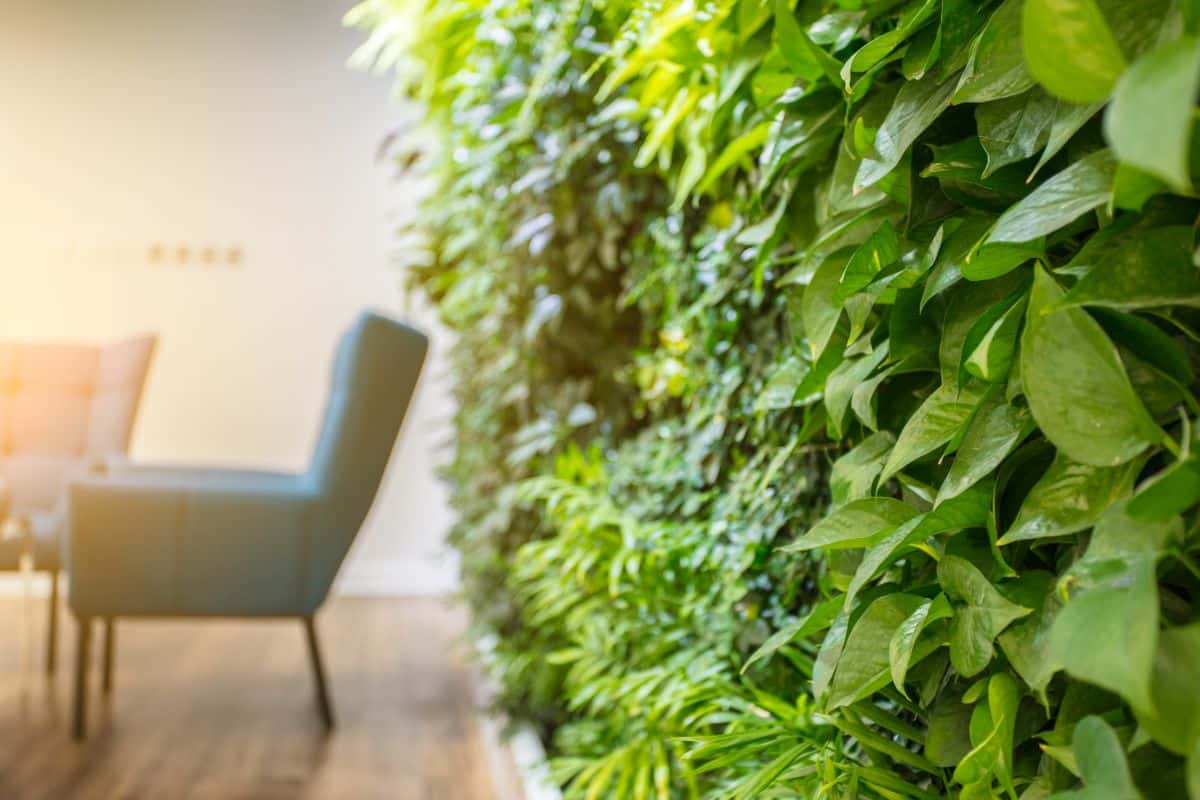 A living wall of plants in an office