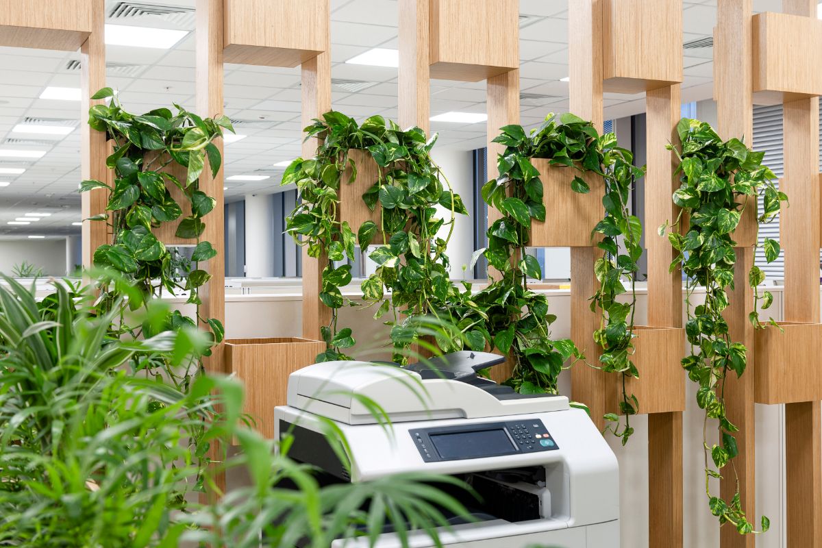 An office with many trailing indoor plants