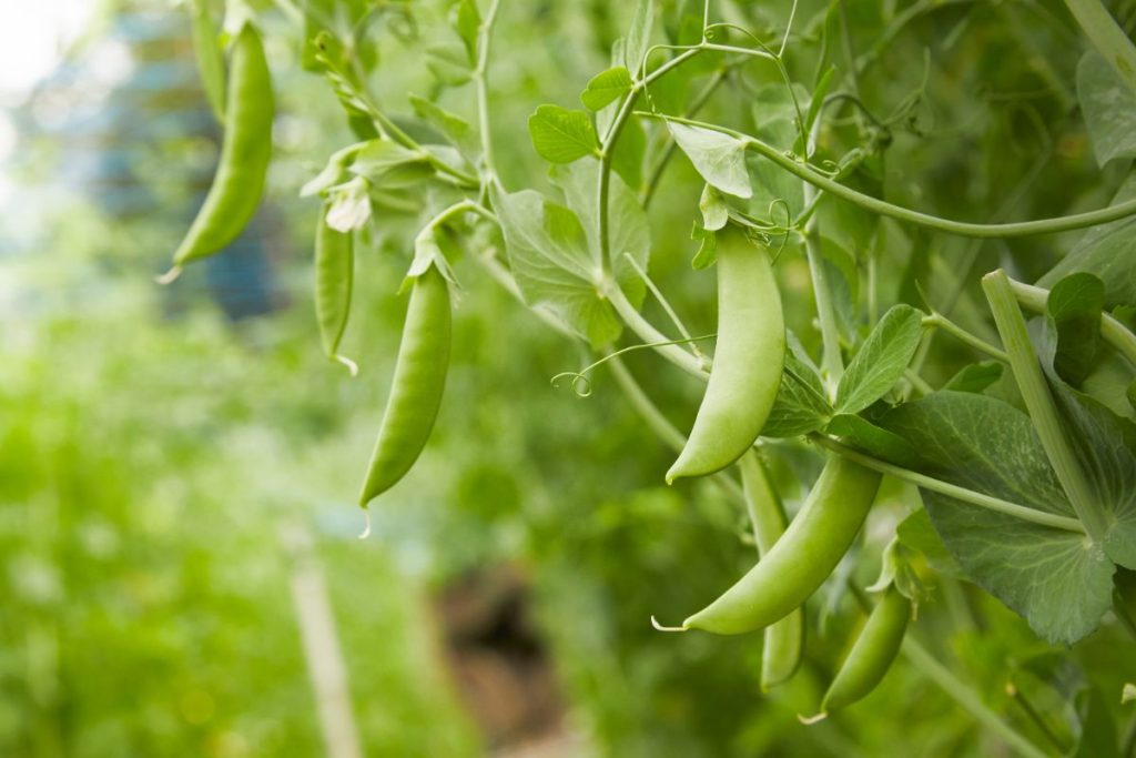 15 Ways to Use Too Many Spring Peas - Gardening