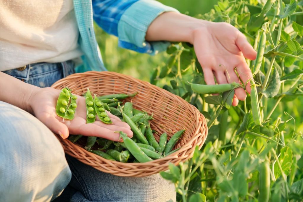 15 Ways to Use Too Many Spring Peas - Gardening