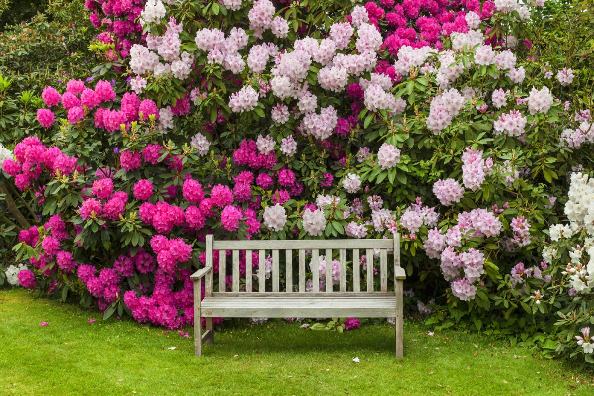A bench in front of a bank of rhododendrons