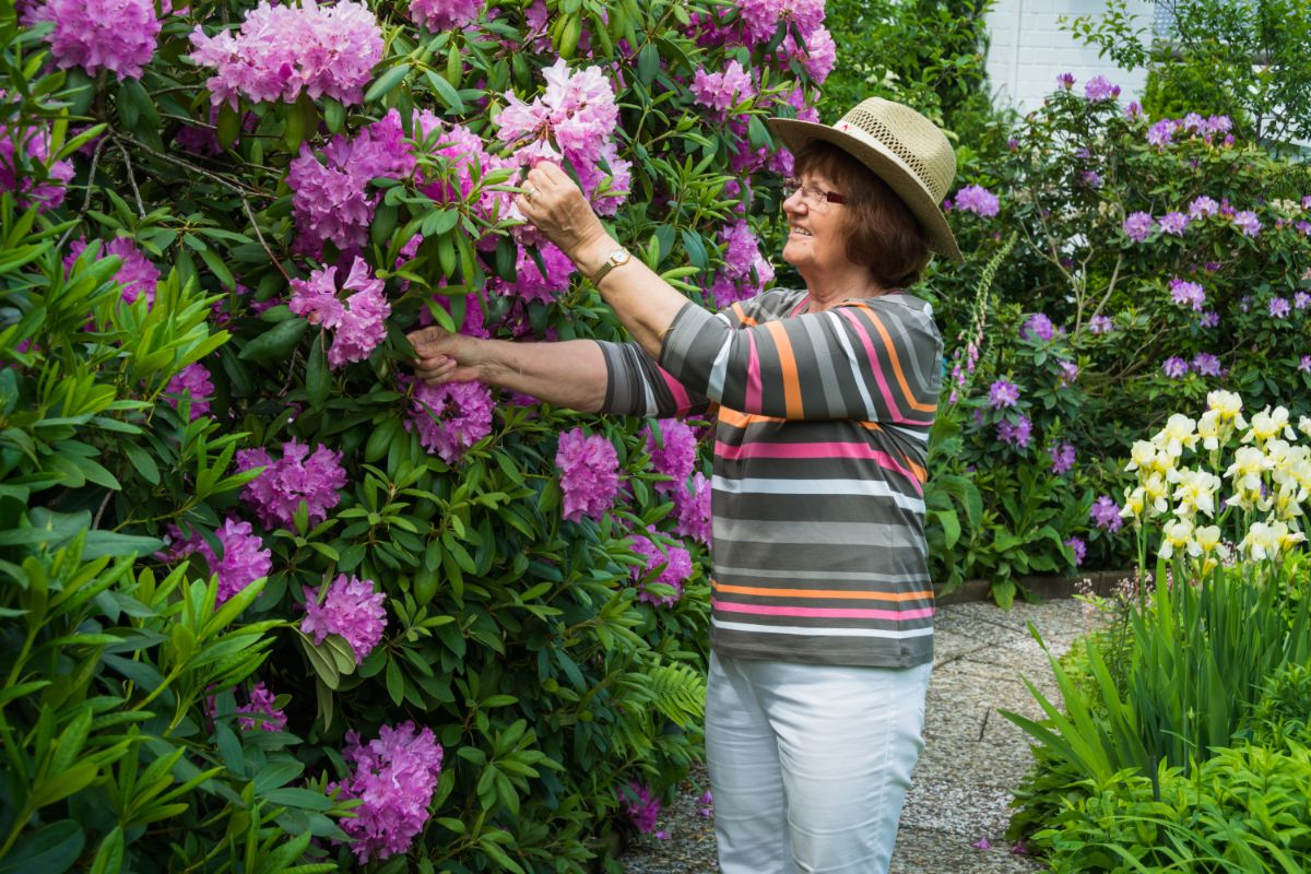A woman inspects a rhododendron for pruning