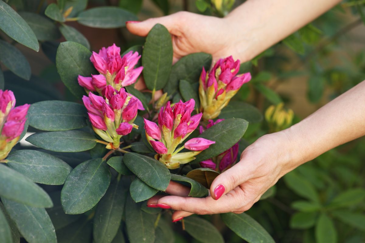 A woman cups a rhododendron flower in her hand