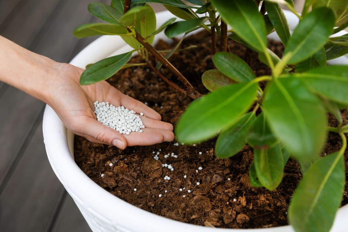 A person applies fertilizer to a potted rhododendron plant