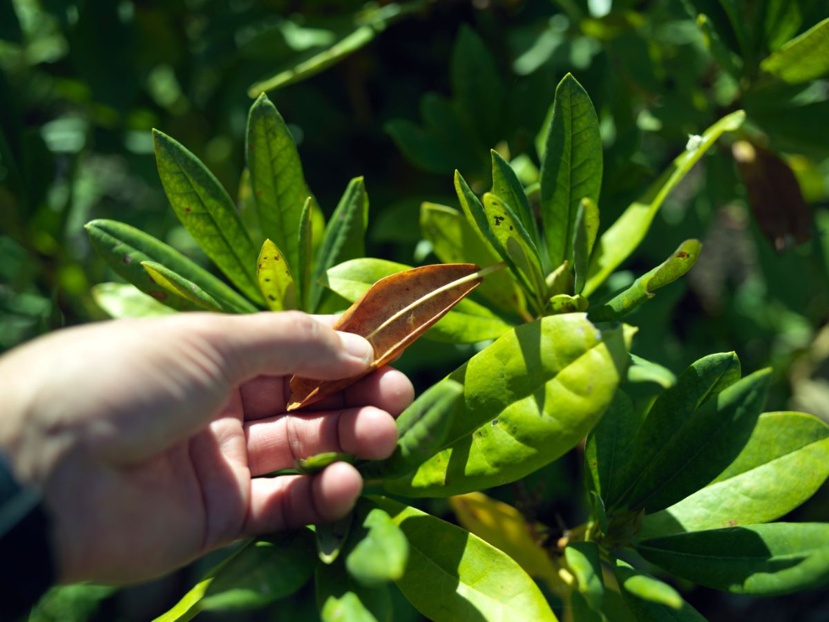 A person inspects leaves on a rhododendron