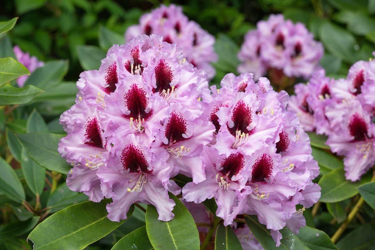 Pinkish purple rhododendron flowers with burgundy centers