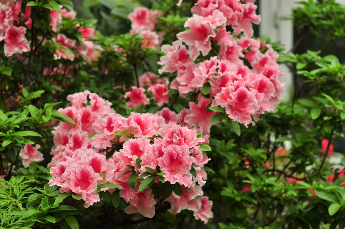 Lush pink rhododendron flowers