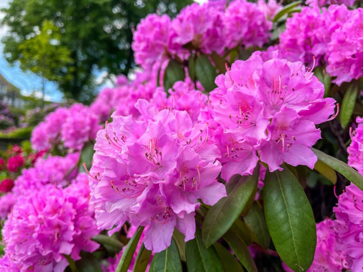 Pink rhododendron flowers up close