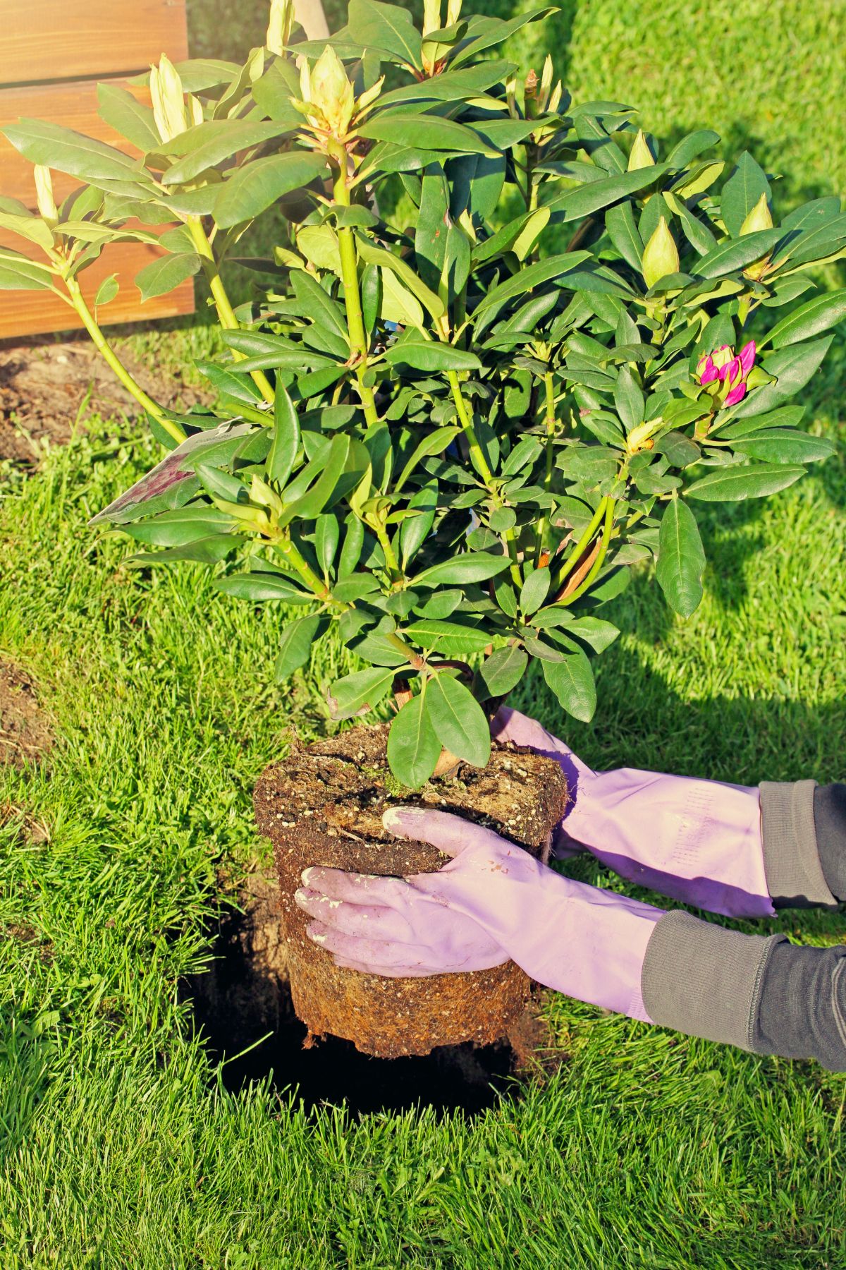 A rhododendron being planted in a lawn