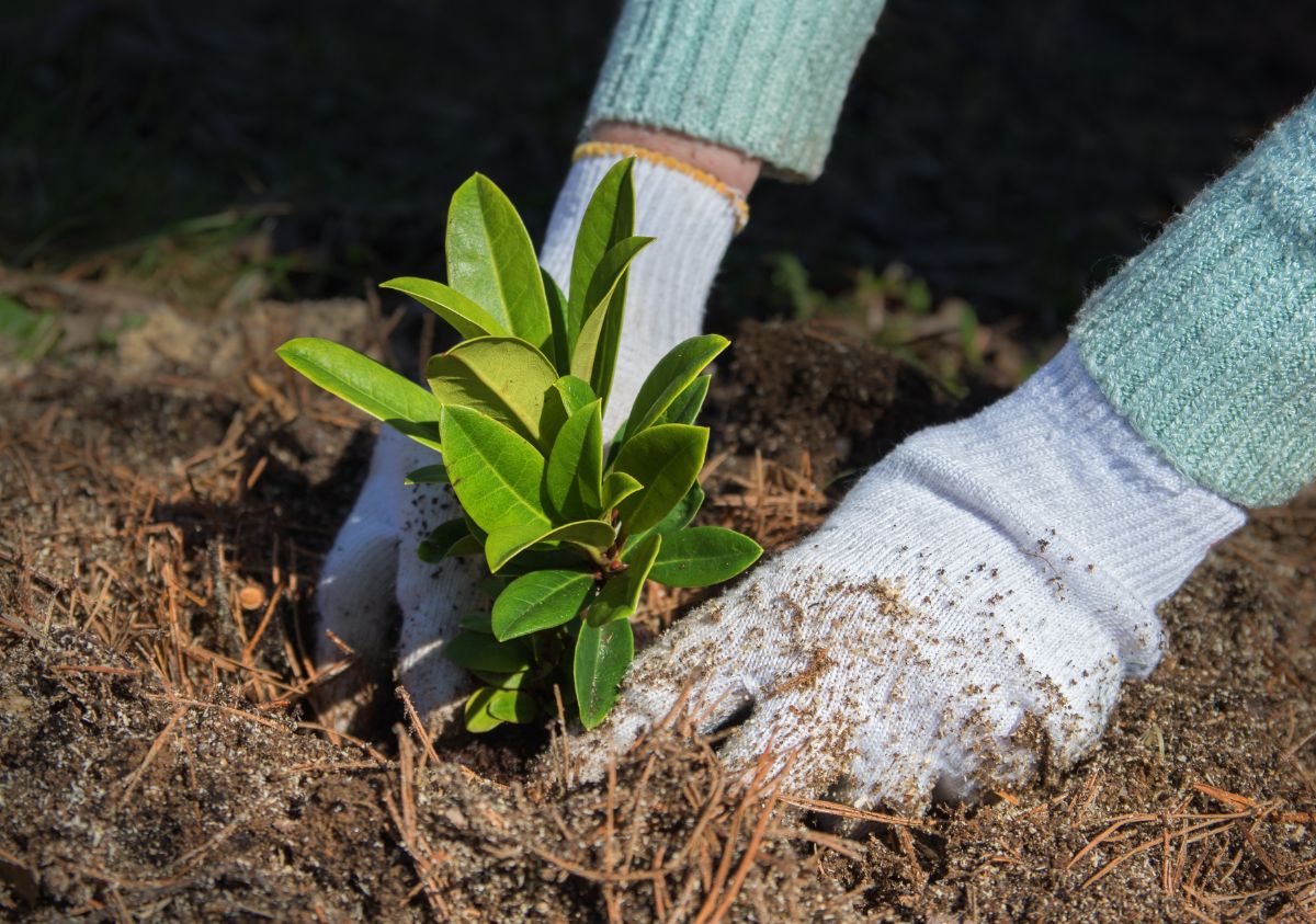 A rhododendron is being planted in the ground.