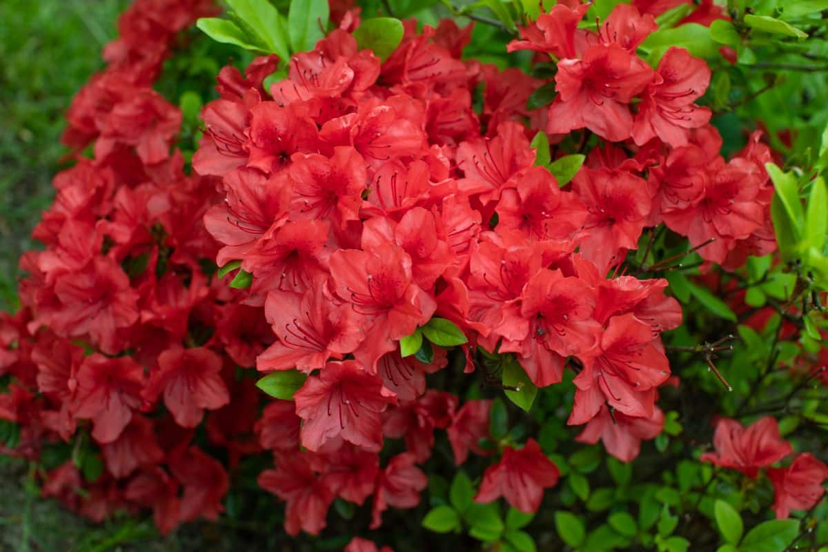 Pink flowers on an azalea bush