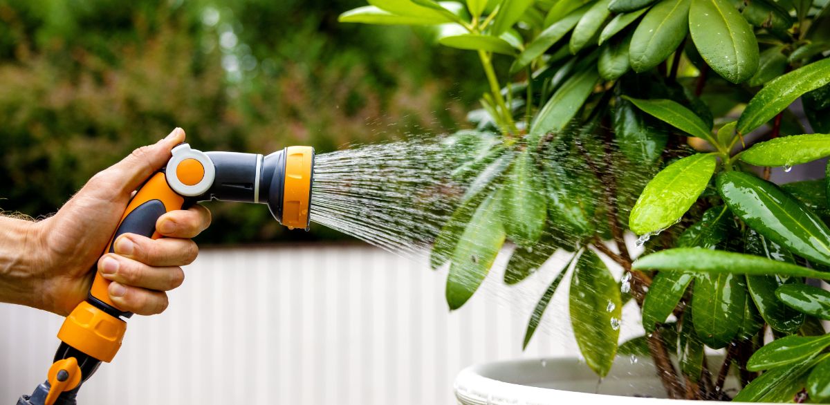 A person waters a potted rhododendron