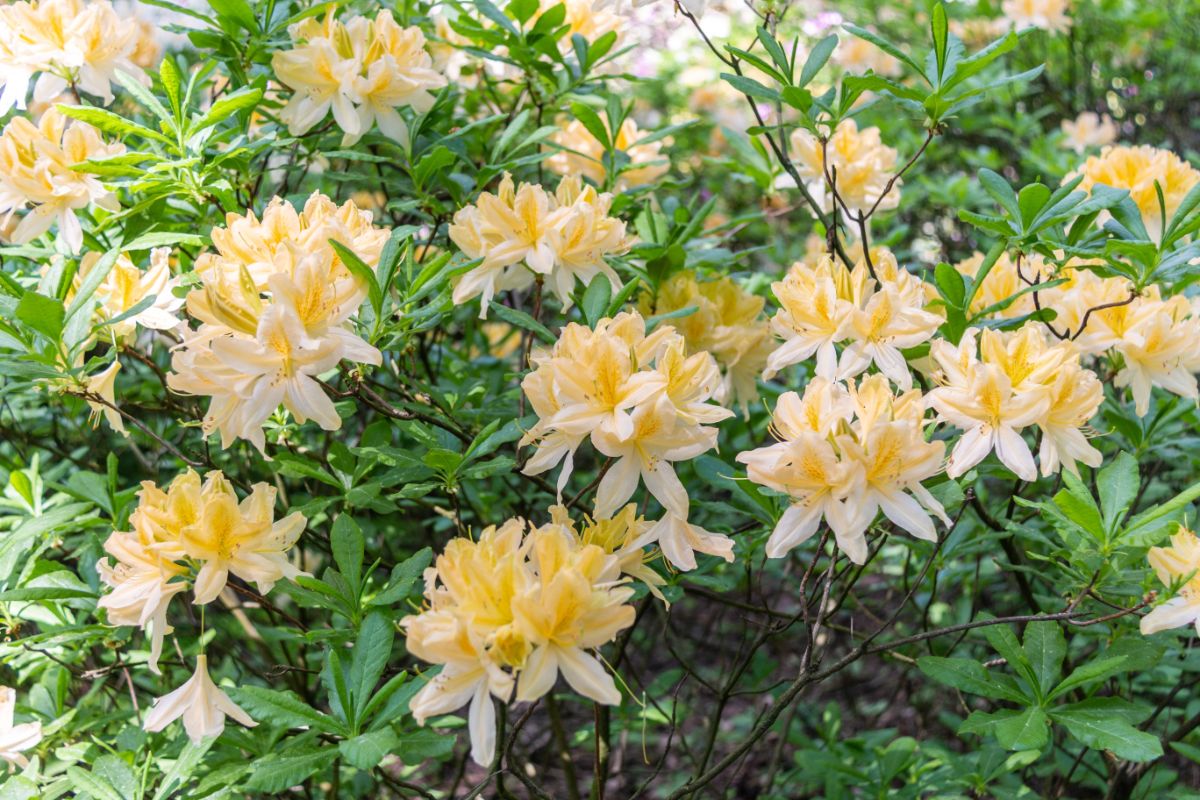 Light yellow flowered rhododendrons
