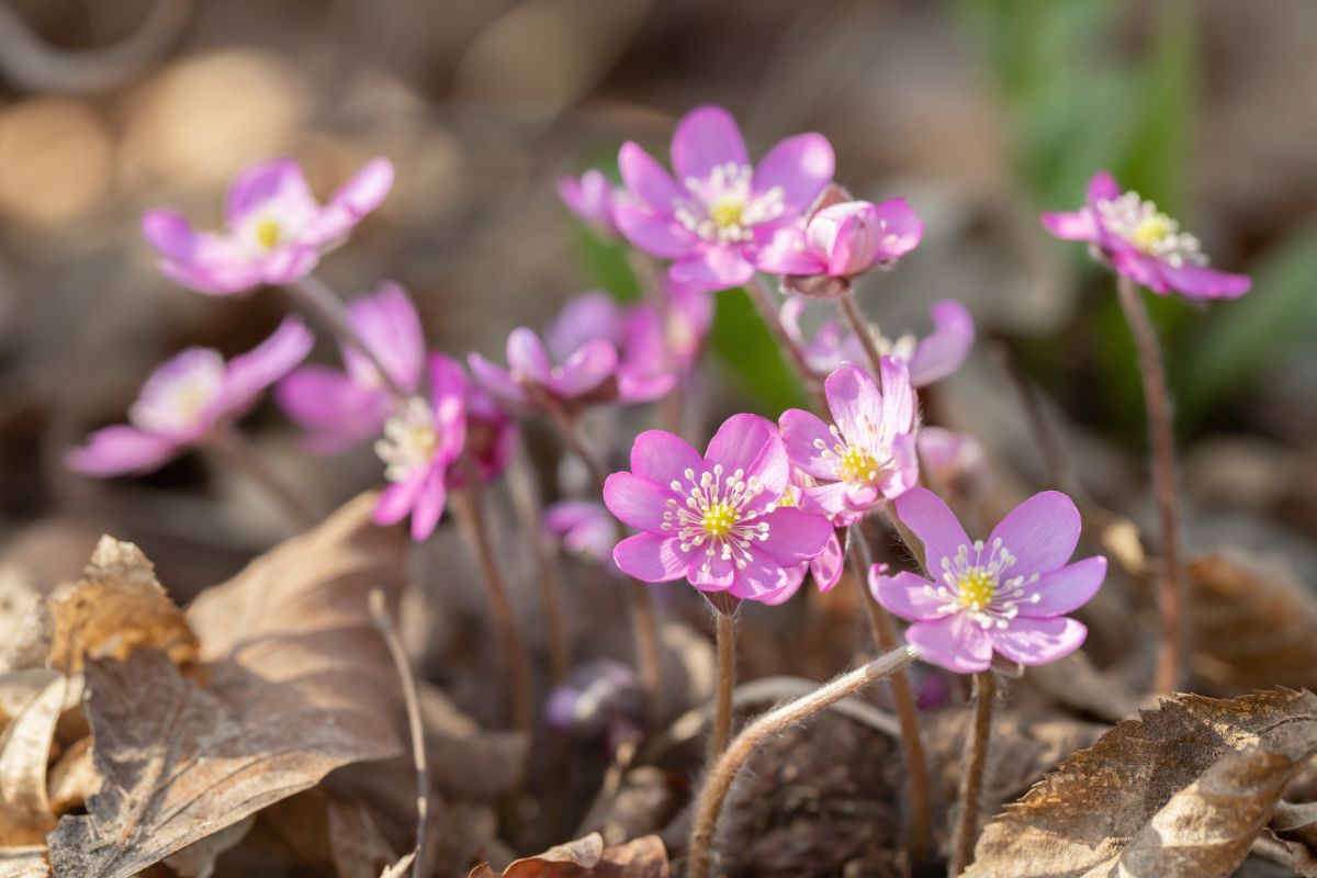 Native woodland flowers