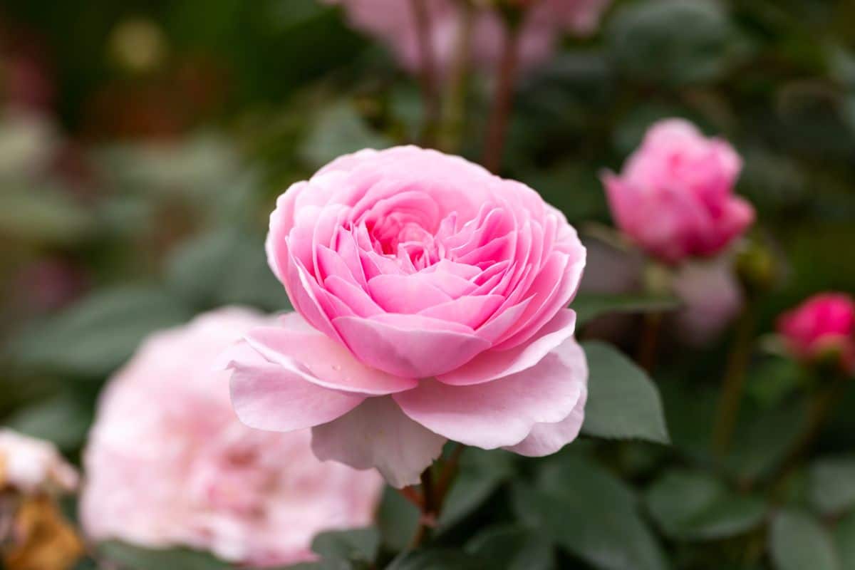 A pretty pink rose bloom
