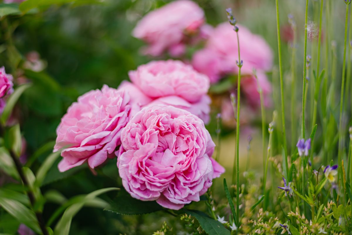 Pink roses growing with companion plants