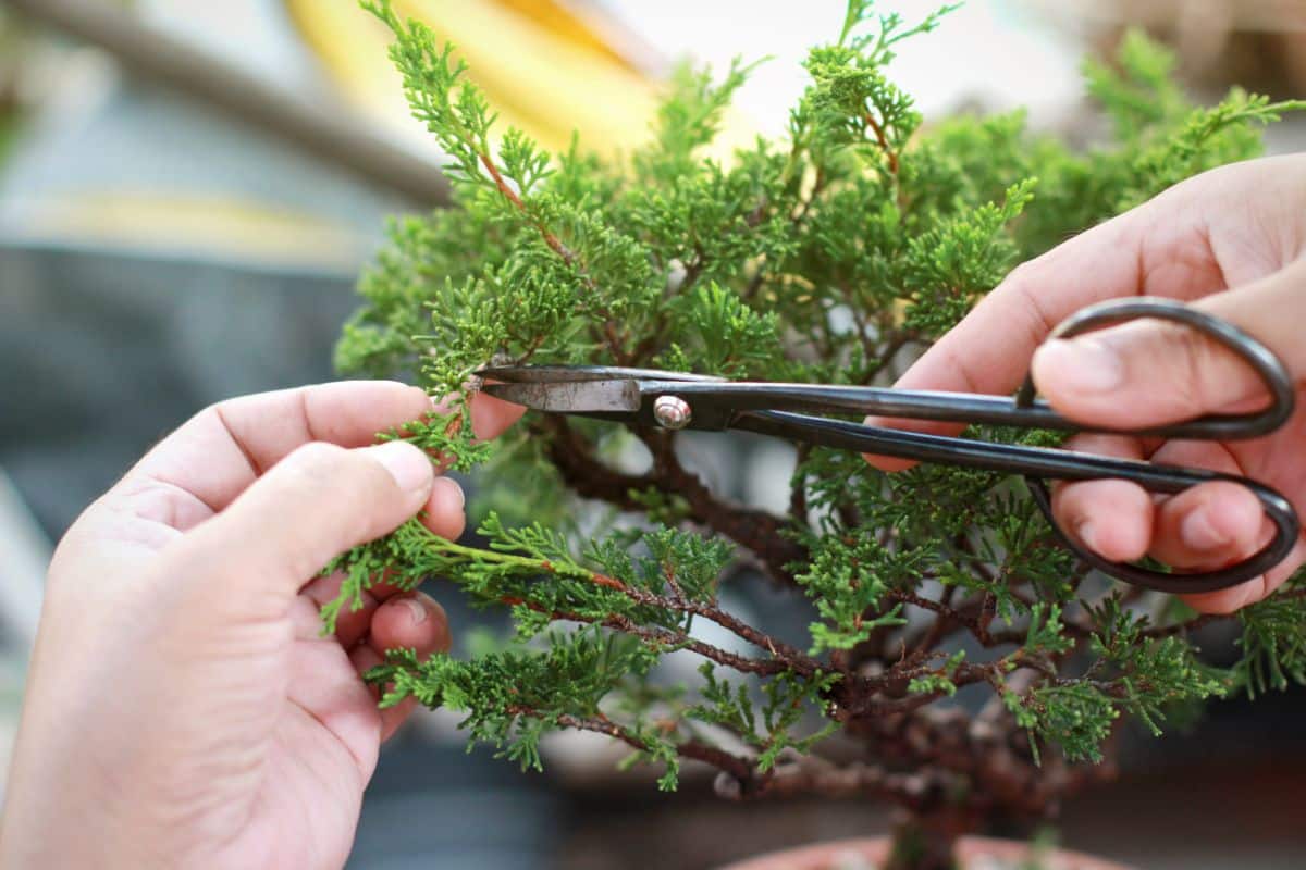 A person pruning and trimming a bonsai tree