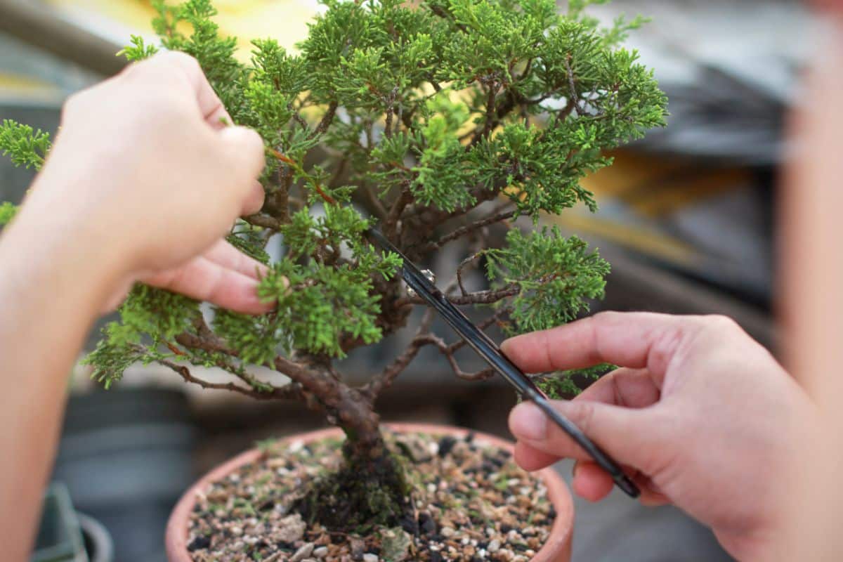 A bonsai artist shaping a bonsai tree