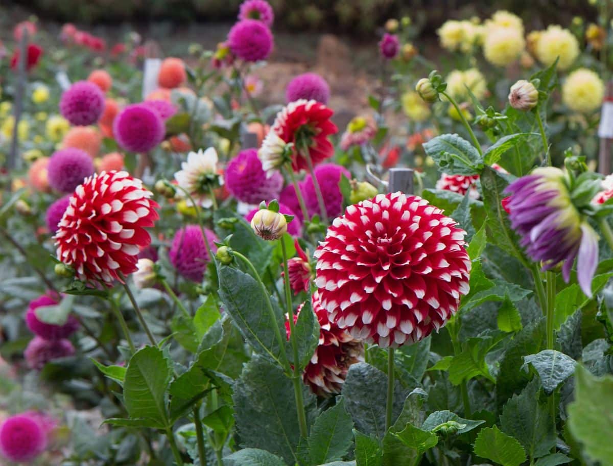 Double-bloomed dahlias with red petals and white tips