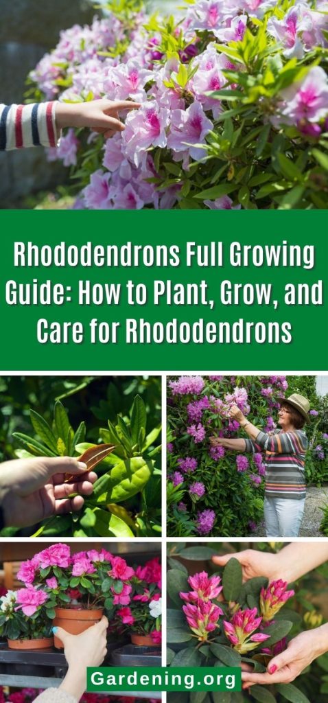 Rhododendrons Full Growing Guide: How to Plant, Grow, and Care for Rhododendrons pinterest image.