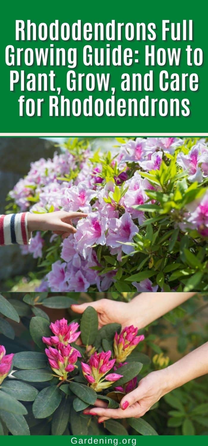 Infants Rhododendron Rhododendrons Growing Guide (Plant, Grow, and Care)