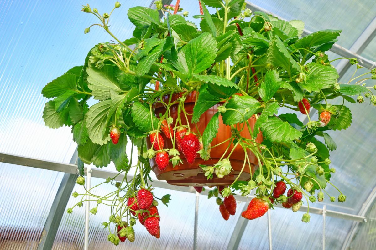 Strawberries dripping down from a hanging basket