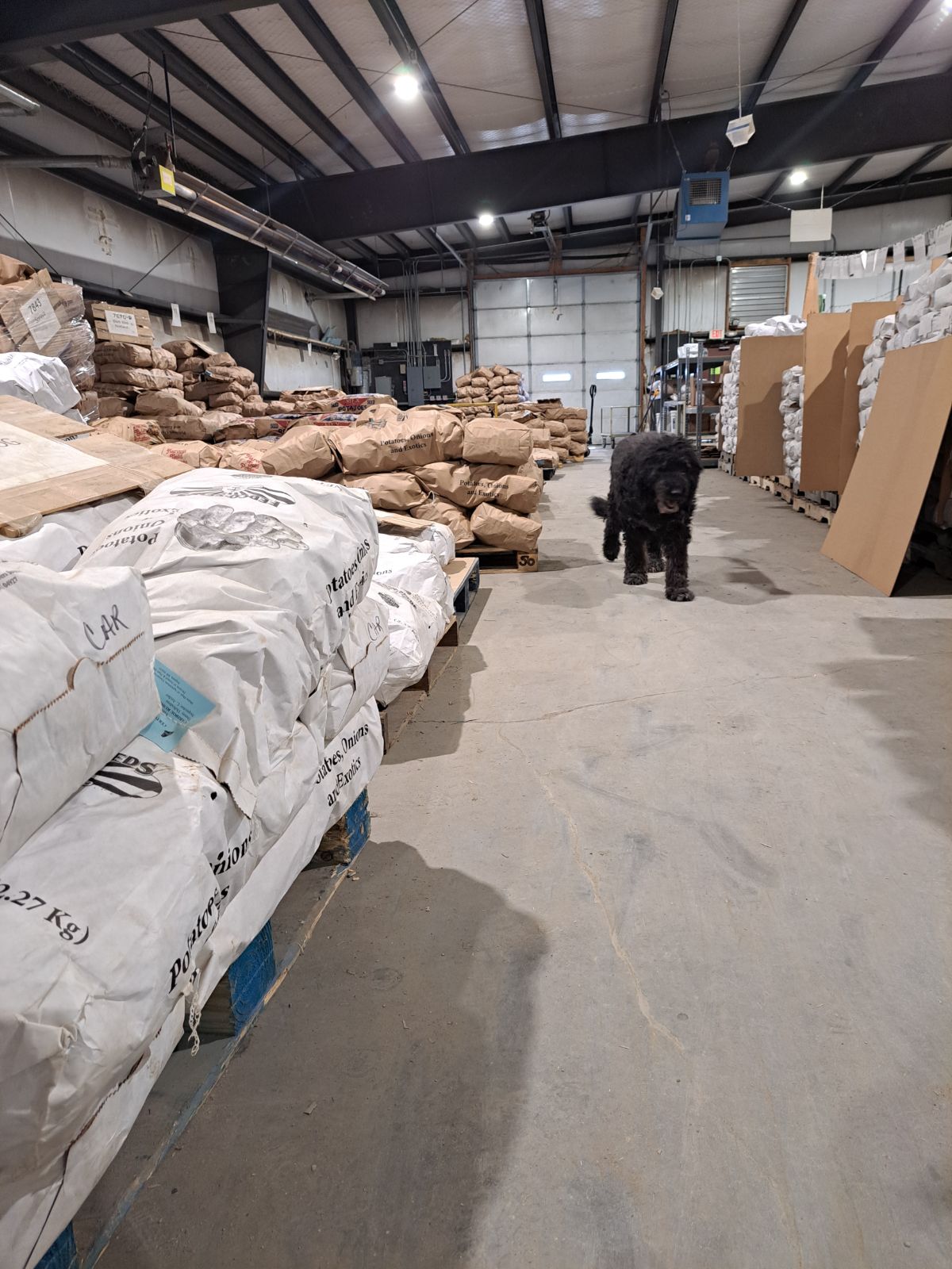 A black dog walks the floor of the Fedco potato warehouse