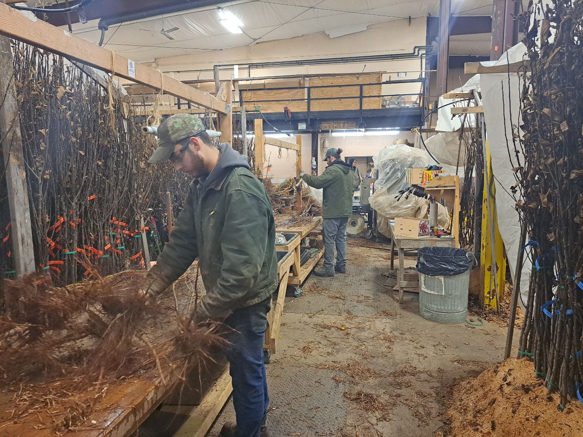 Workers pack bare rot trees at Fedco Tree warehouse