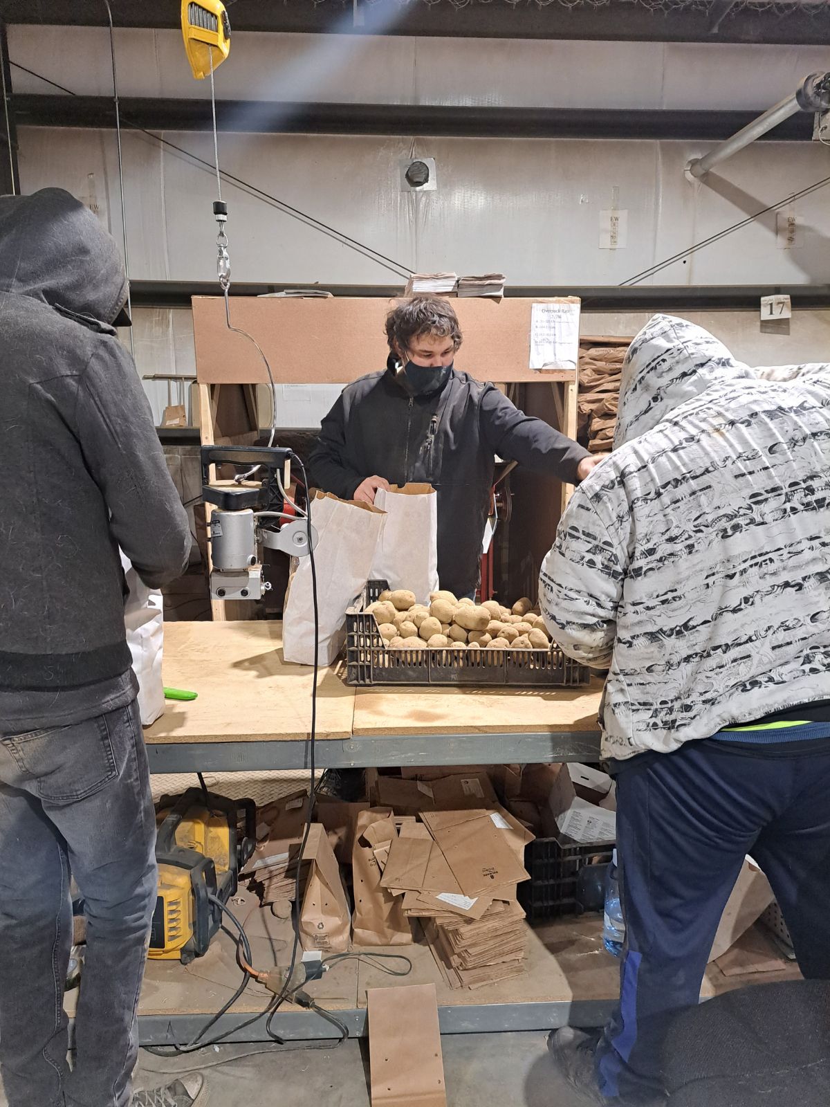 Workers repack bulk seed potatoes