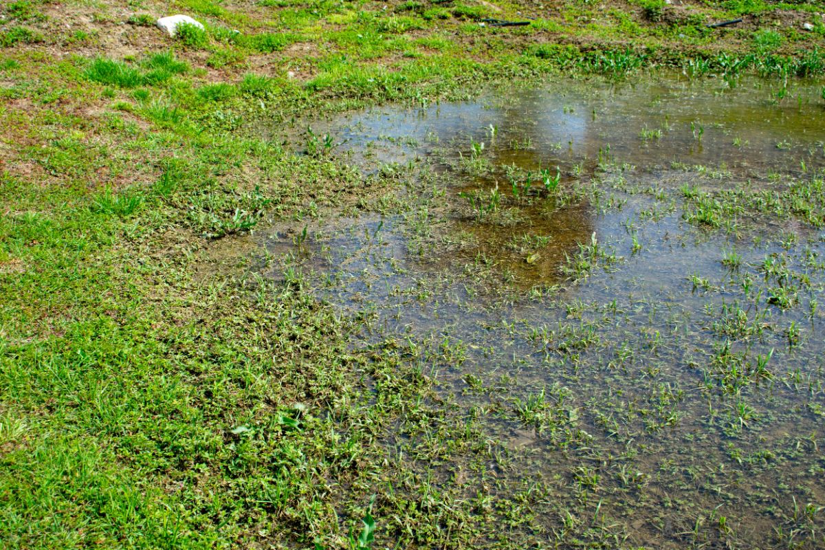 Standing water in a wet patch of lawn