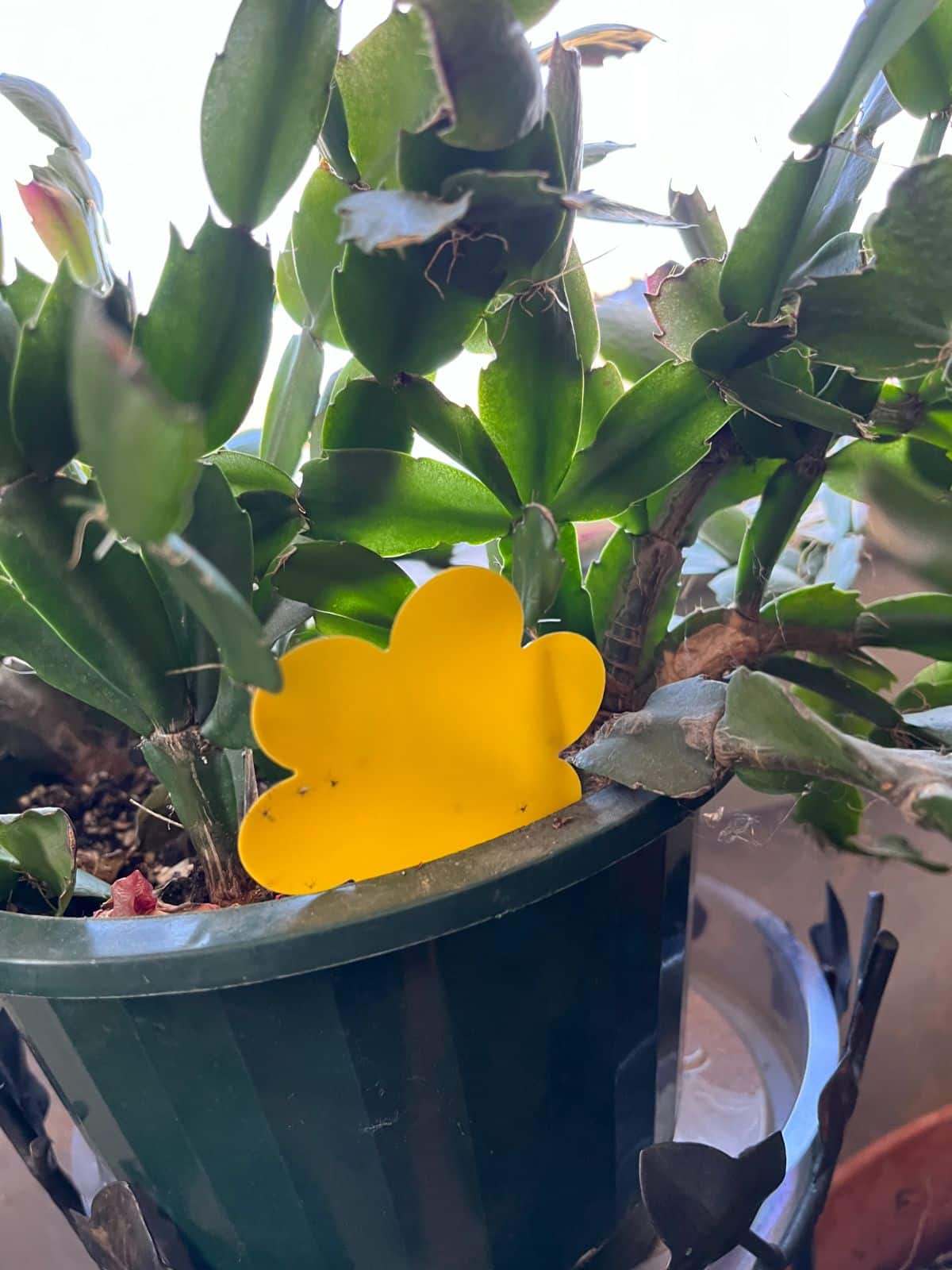 A yellow sticky gnat trap in a plant pot