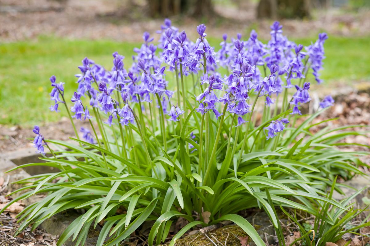 Spikes of bluebell flowers shoot up from plant foliage