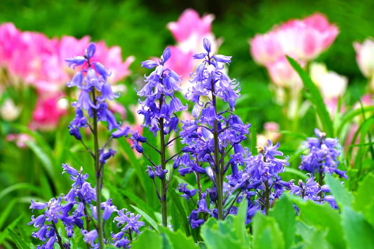 Bluebells flowers with other spring bulbs