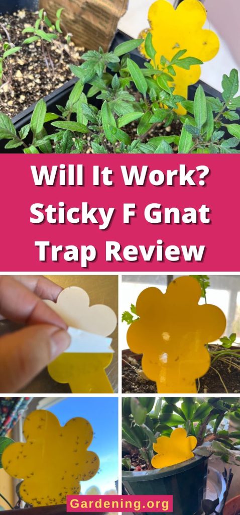 Will It Work? Sticky F Gnat Trap Review pinterest image.