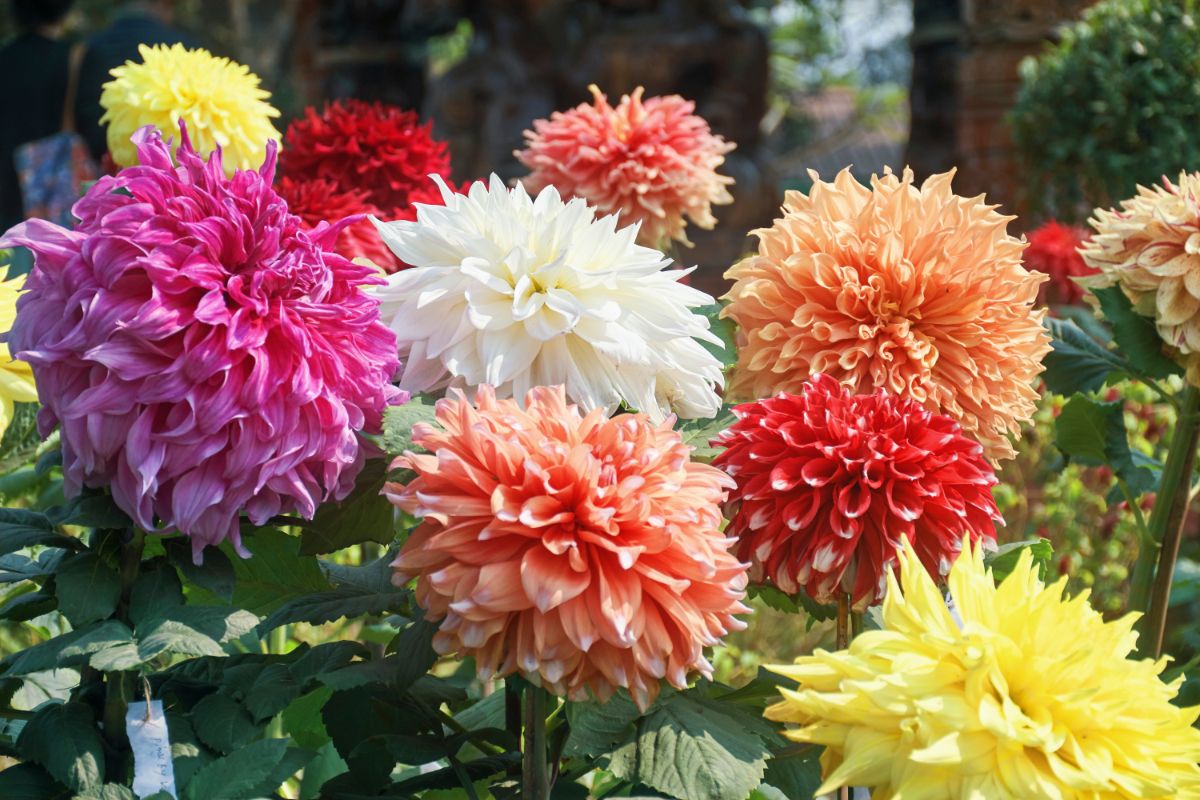 Large dinnerplate dahlias in different colors