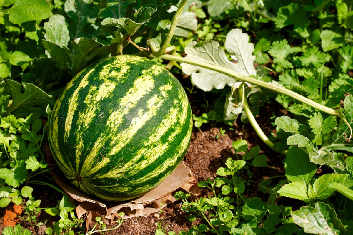 A homegrown watermelon on a piece of cardboard