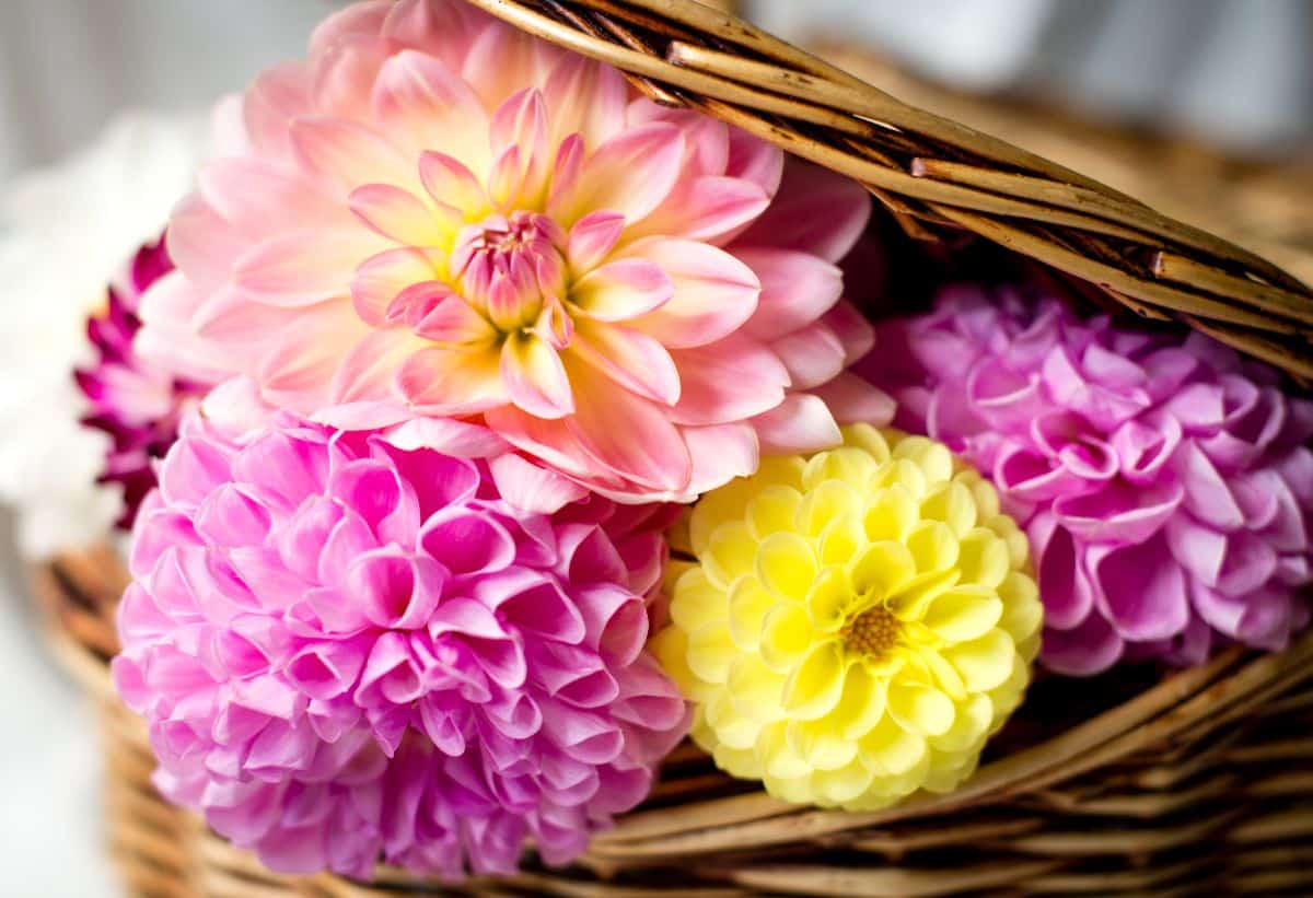 A lovely collection of dahlias in a basket
