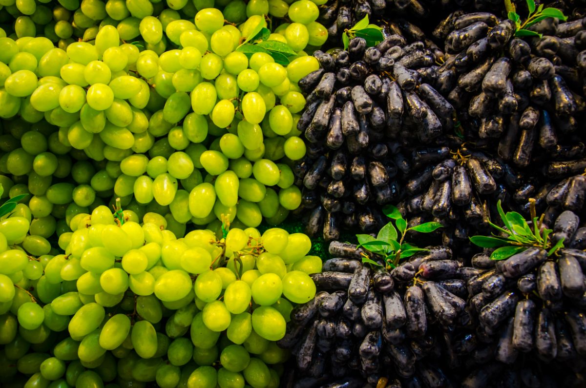 Different varieties of table grapes