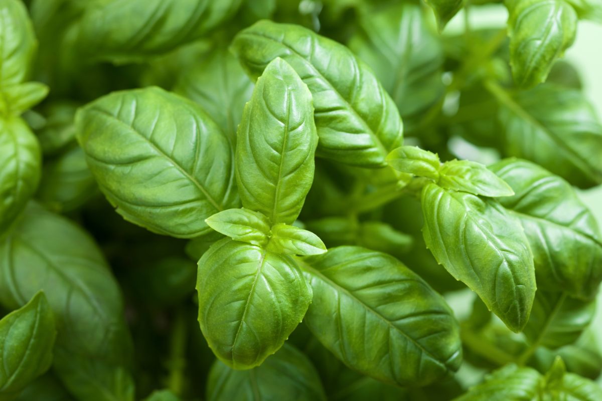 Bright green, fresh basil 