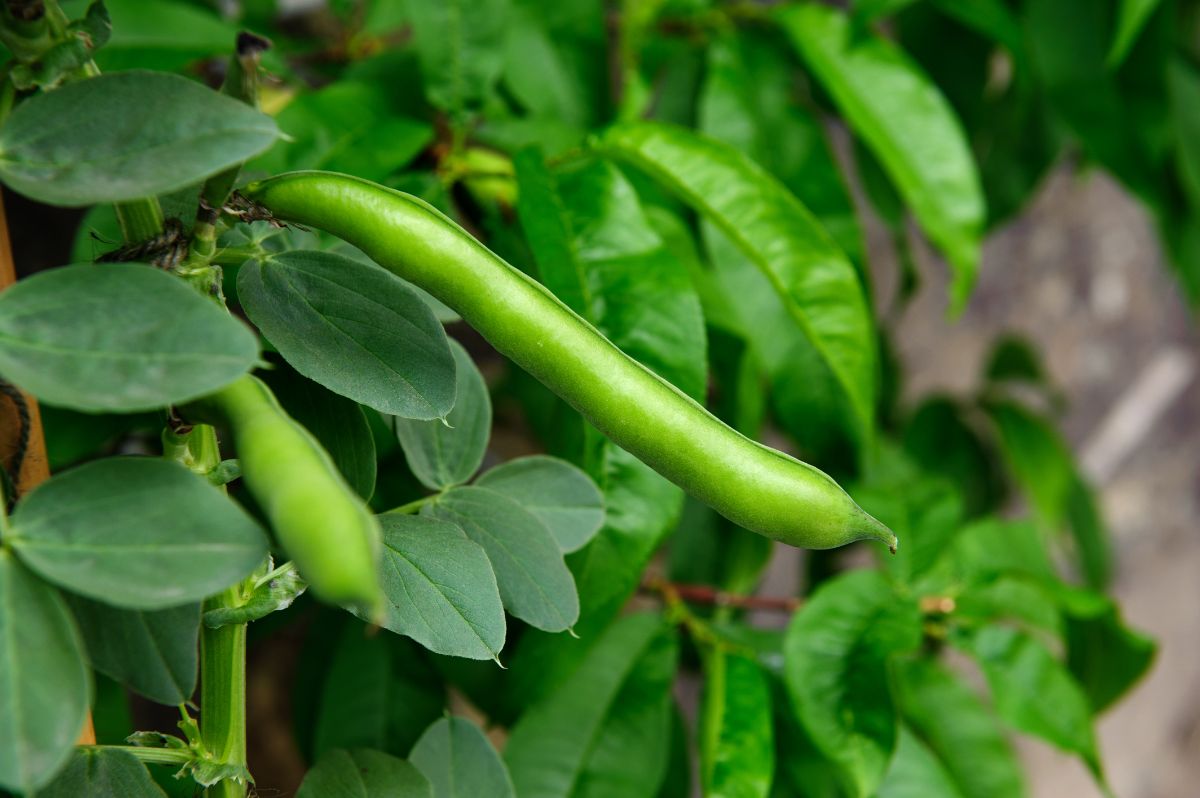 Green beans growing on a trellis 