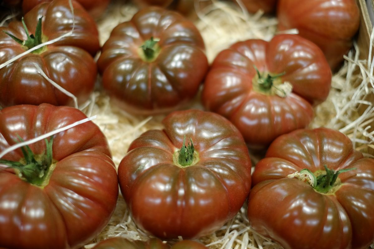 Dark red to purple Cherokee Purple tomatoes