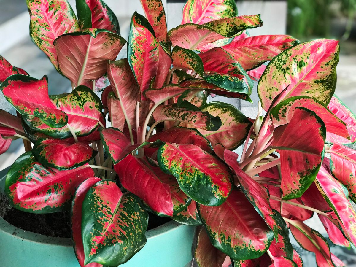 Chinese evergreen plant with red and green leaves