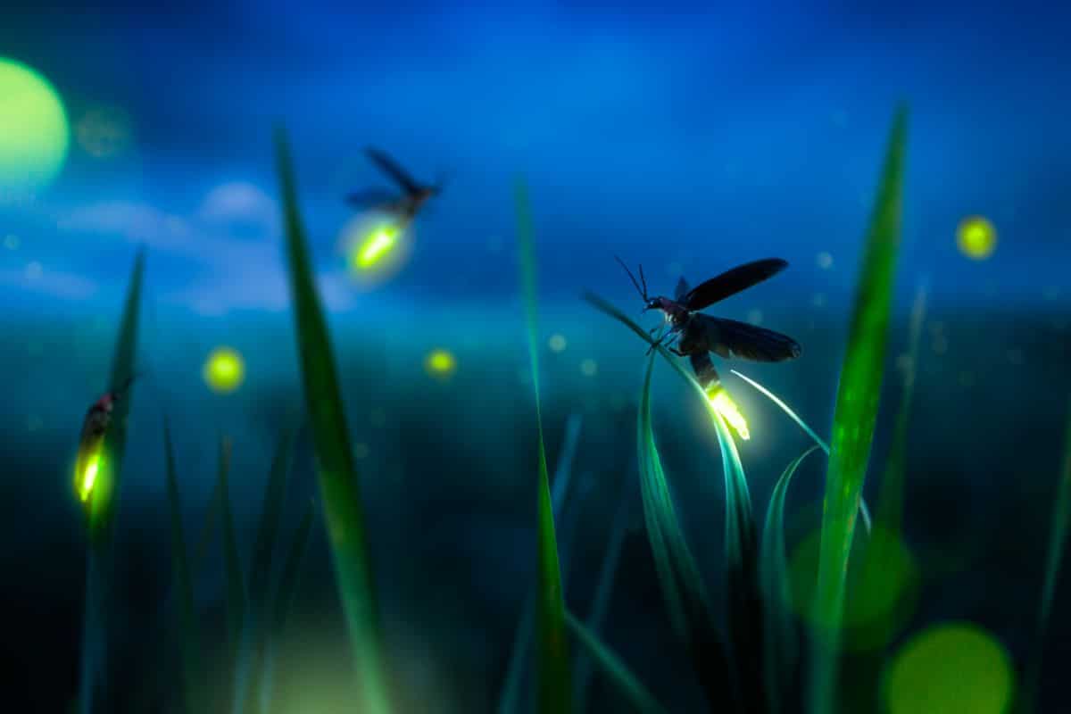 Fireflies lighting up the night in a backyard in summer