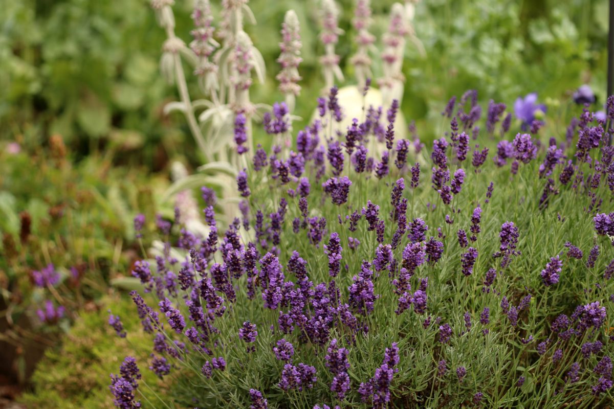 Purple lavender used as a border edging plant